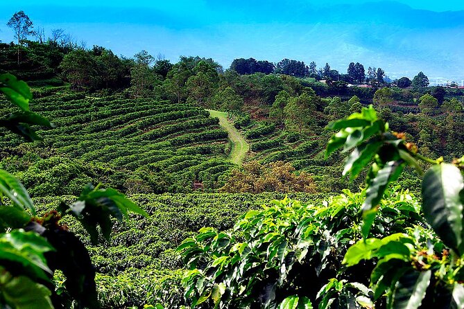 Poas Volcano + Coffee Plantations & La Paz Waterfall Gardens Trip from San Jose - Poas Volcano at 2,708 meters