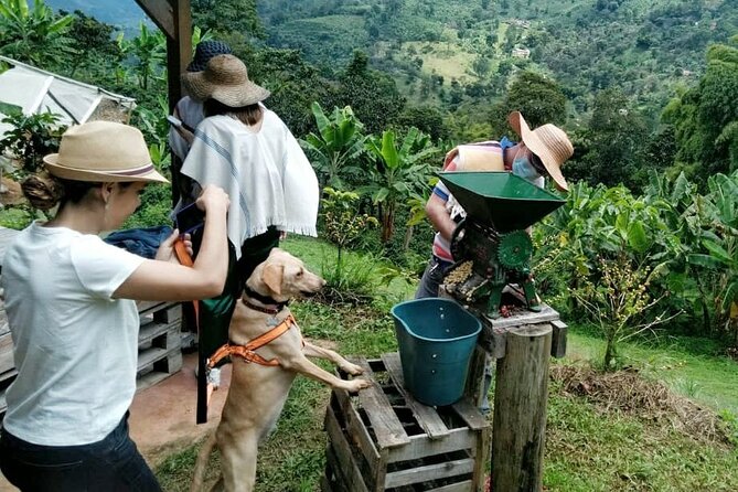 Private Coffee Tour in Jardín Antioquia - Walking the Coffee Plantation at La Finca La Margarita