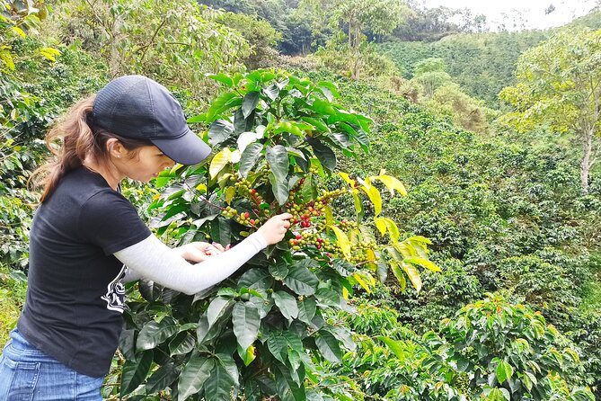Private coffee tour near Medellín, from bean to cup. - Picking red cherries on the hillside