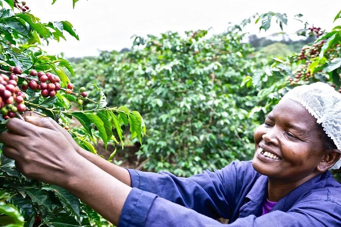 Private Half-Day Tour in Fairview Coffee Farm from Nairobi - Key points to know before booking