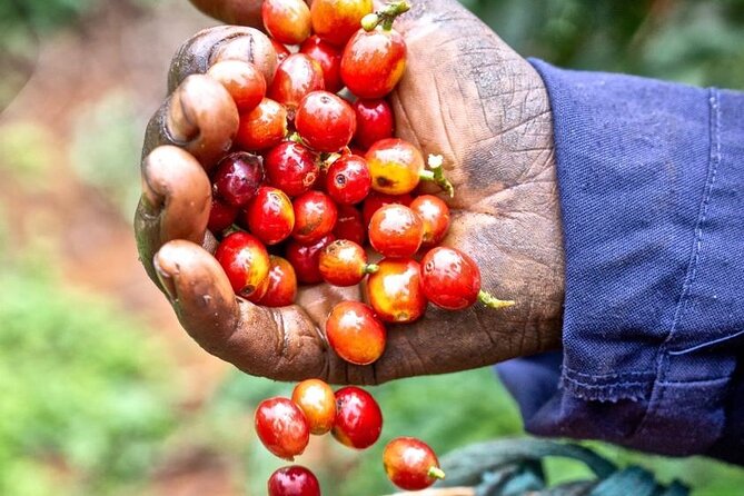 Private Half-Day Tour in Fairview Coffee Farm from Nairobi - What happens when you arrive at Fairview