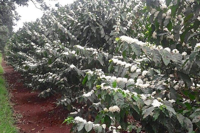 Private Half-Day Tour in Fairview Coffee Farm from Nairobi - The tasting: comparing grades and varieties