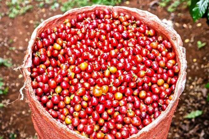 Private Half-Day Tour in Fairview Coffee Farm from Nairobi - What the private format really adds