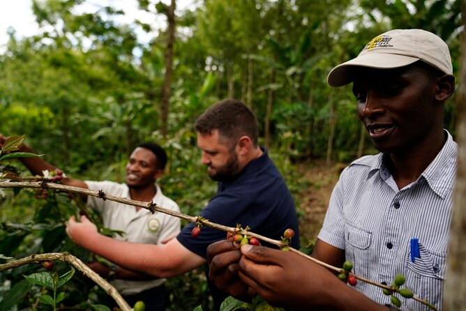 Private Meru Coffee Tour in Nkoaranga - Meru coffee traditions near Nkoaranga