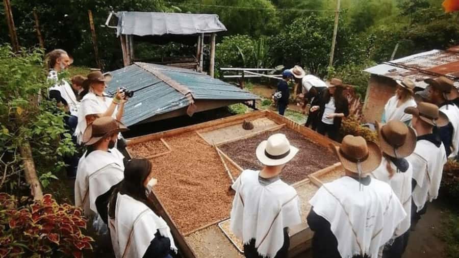 Private Tour to Coffee Farm (farm of your choice) - Choosing a Colombian coffee farm