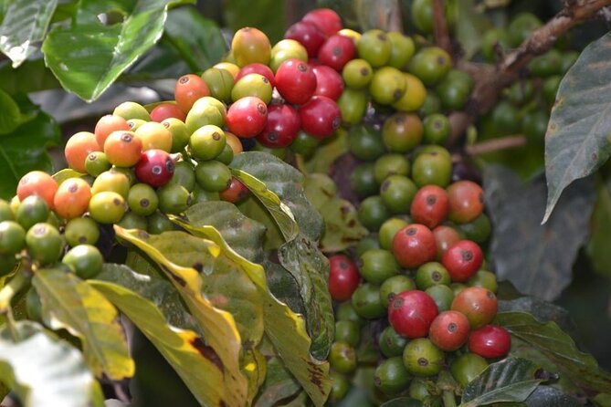 Private Tour to Fairview Coffee Farm in Nairobi with Pickup - Key points to know before booking