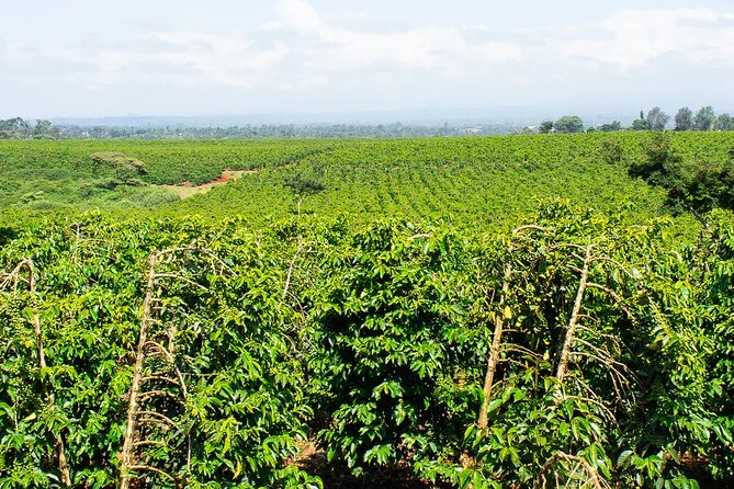 Private Tour to Fairview Coffee Farm in Nairobi with Pickup - Starting with the farm’s story and coffee-growing basics