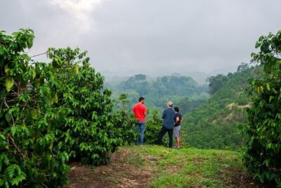 Private Tour to Fairview Coffee Farm in Nairobi with Pickup