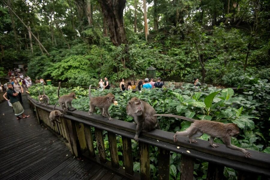 Private Ubud Tour: Sacred Monkeys, Coffee, Temple, Waterfall - Packing for heat, water, and temple rules