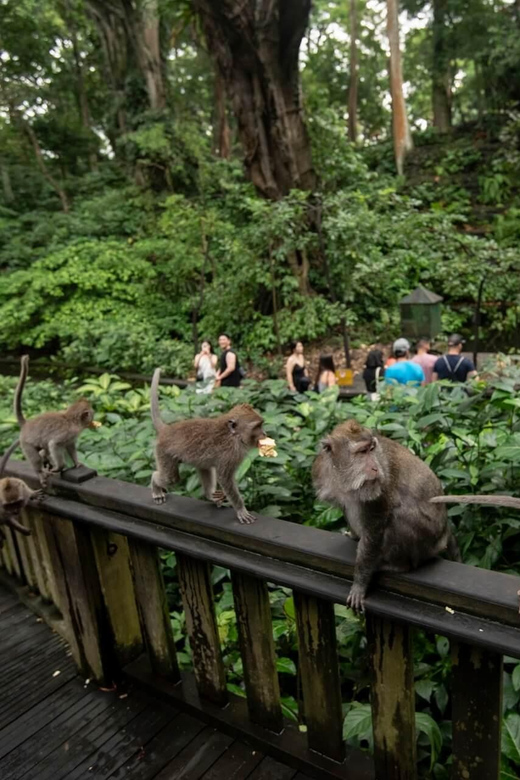 Private Ubud Tour: Sacred Monkeys, Coffee, Temple, Waterfall - Who will get the most from this day?