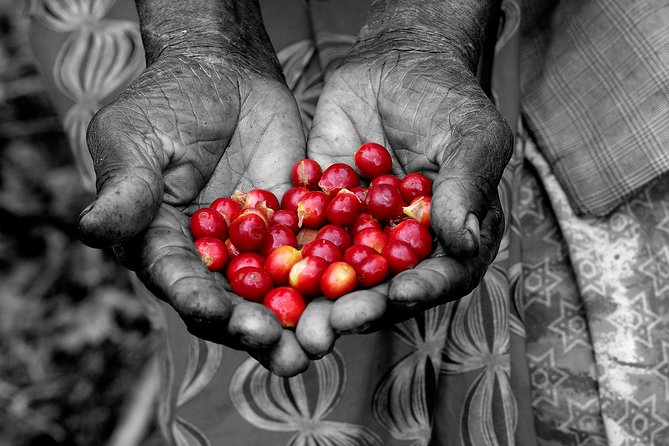 Rwandan Coffee Experience - Key things to know before you book