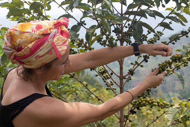 Rwandan Coffee Experience - What the $90 price really covers