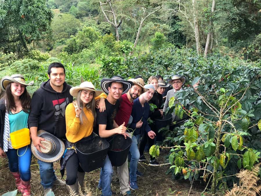 Salento: Coffee Farm Tour with Tasting - Picking cherries and planting a seedling