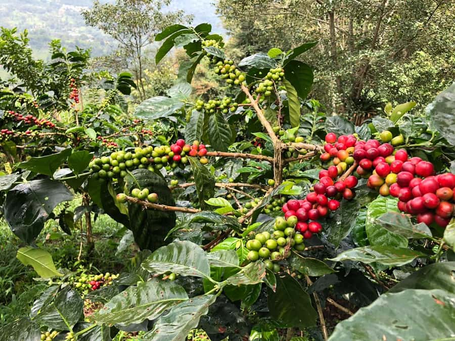 Salento: Coffee Farm Tour with Tasting - Learning to taste Colombian coffee