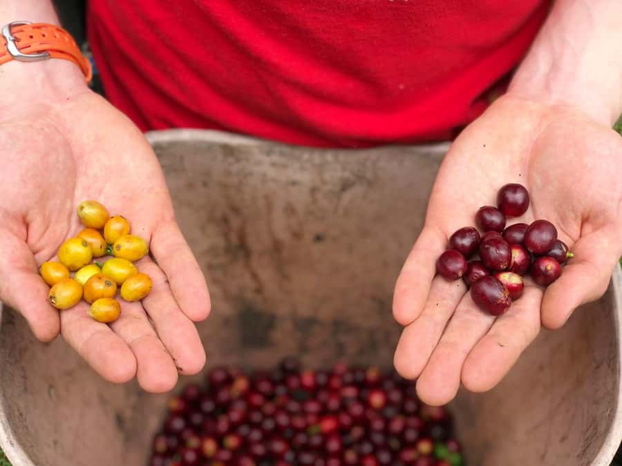 Salento: Coffee Farm Tour with Tasting - Walking among coffee plants