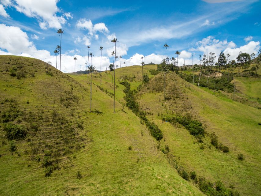 Salento: Private Cocora Valley, Salento & Coffee Farm Tour - Timing, weather, and lunch require some planning