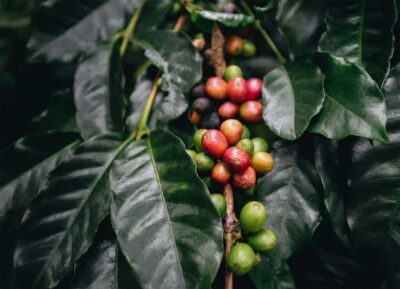 Santa Marta: Minca Coffee, Cocoa, & Waterfall Full-Day Trip