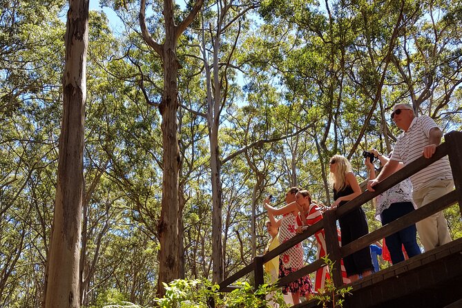 Secret Delights: Curated Wine, Coffee & Forest Experience - Slowing down among the karri trees