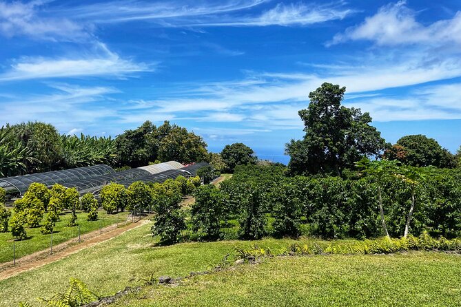 Small-Group Big Island Tour: Hawaii Volcanoes National Park and Kona Coffee Farm - Food, comfort, and the pace of a 12-hour day