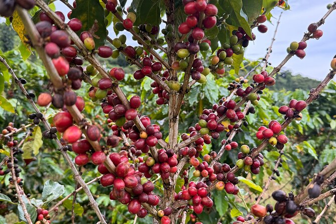 Sueños de Cafe - A Coffee Lovers Dream - Naturola La Barra and a local lunch