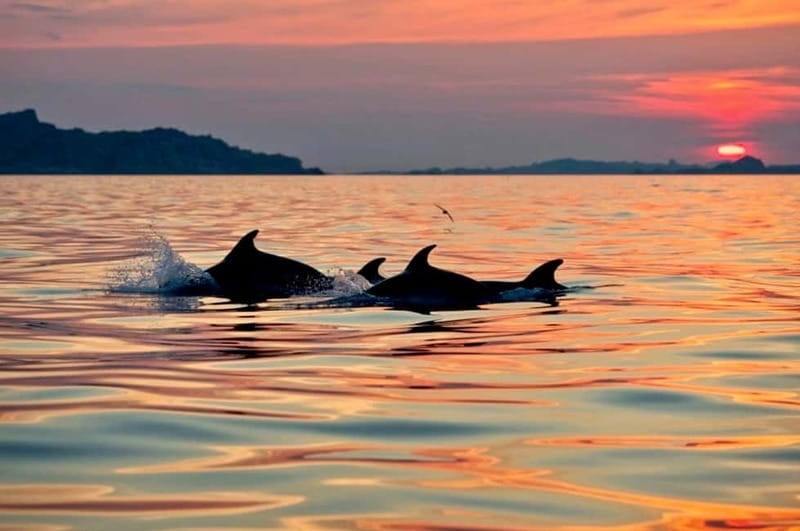 Sunrise Kayak Tour / Snorkeling and Italian Coffee Included - Why the sunrise start changes the whole experience