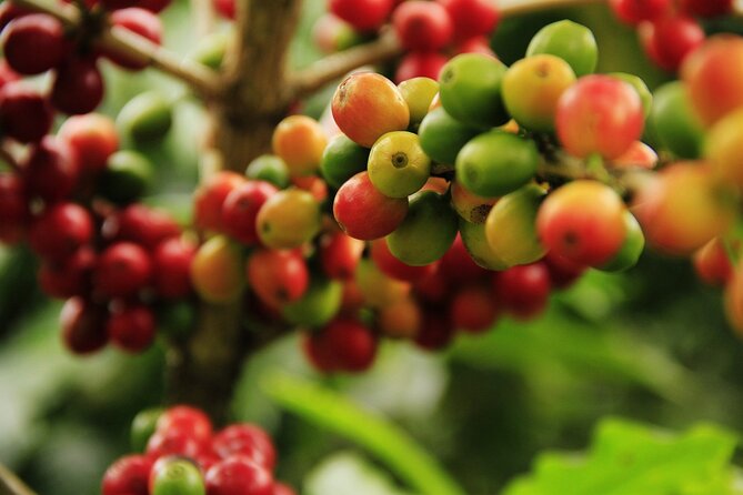 Super Combo Tour: Waterfalls Gardens + Coffee Tour + Poás Volcano - Guides can shape the whole experience