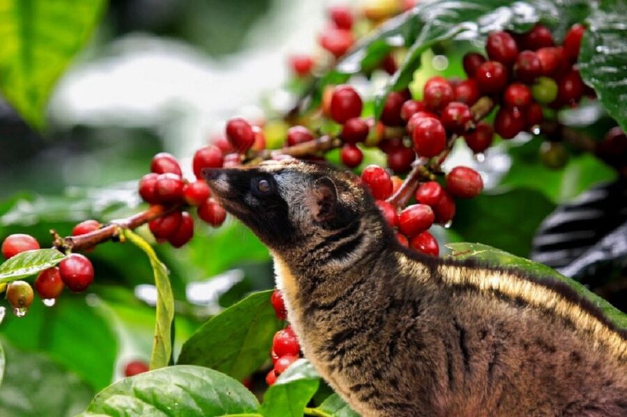 Tea & Coffee Tour - What the $128 private price gets you