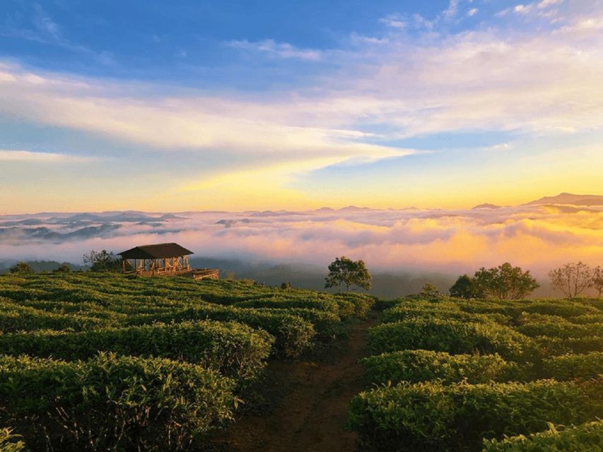 Tea & Coffee Tour - Why the coffee and tea focus works in Dalat