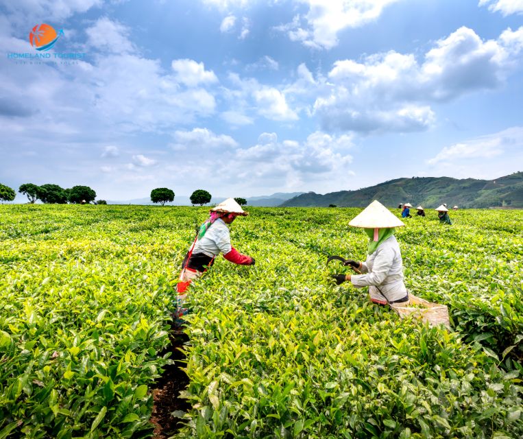 Tea & Coffee Tour - Walking through Cau Dat tea country