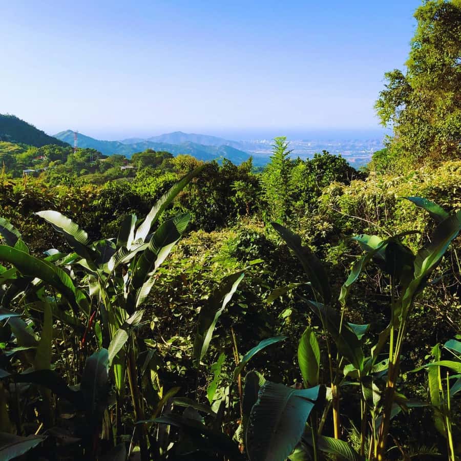 Trekking History and Indigenous Heritage in Minca + Cacao & Coffee + Waterfall - Who will enjoy this outing most