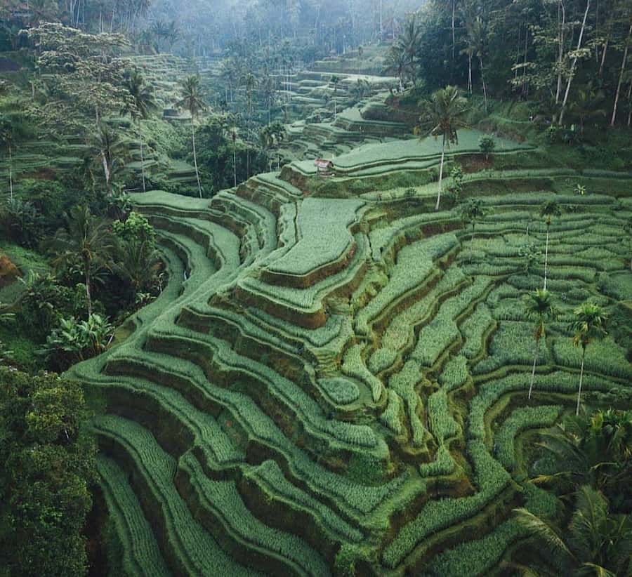 Ubud: Waterfall, Holy Water Temple,Swing&coffee plantation - Key points to know before you go