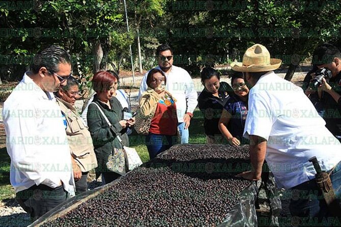 Visit to Coffee Farm with Tasting in Coatepec - Comparing four coffee varieties