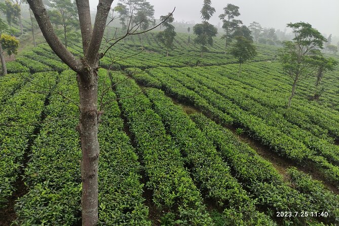 Volcano, Hot Spring, Tea Factory, rice fields and Coffee Tour - Why this day trip works beyond the volcano