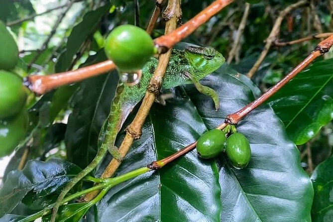 Waterfall, coffee tour & hot springs - lunch and drinks included - Useful planning details for the day