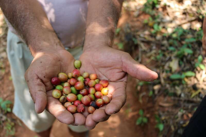 Waterfalls, Coffee and Adventure Tour, Huatulco - The trail with butterflies and local plants