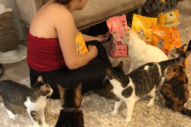 Whiskers & Coffee: Relax and Play with Adorable Cats - A Quiet Hour with Cats in Central Bilbao