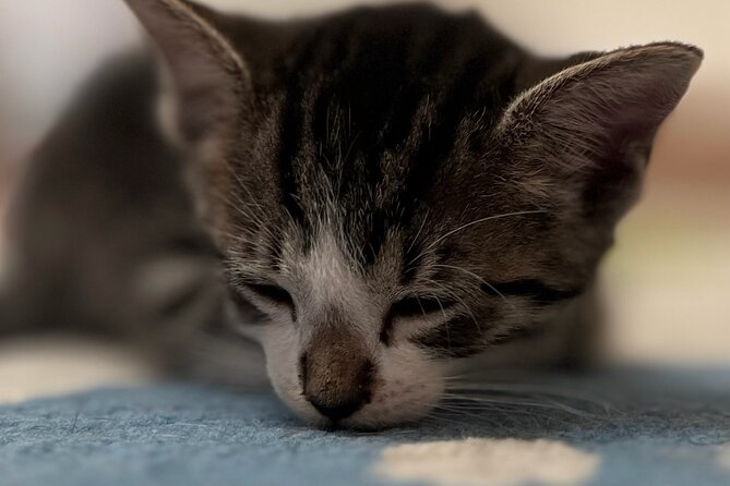 Whiskers & Coffee: Relax and Play with Adorable Cats - Who Will Enjoy This Cat Café Most?
